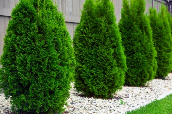 Arborvitae Planting in Turlock