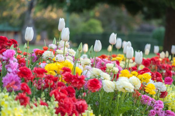 Gardening Service in Turlock