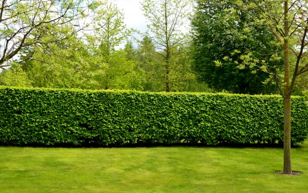 Hedge Planting in Turlock