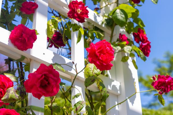 Home Gardening Service in Turlock