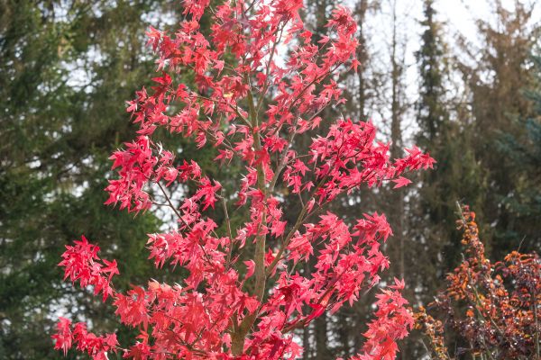 Japanese Maple Planting in Turlock