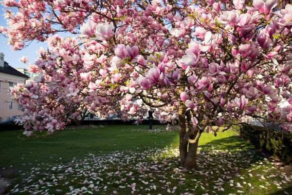 Magnolia Tree Planting in Turlock