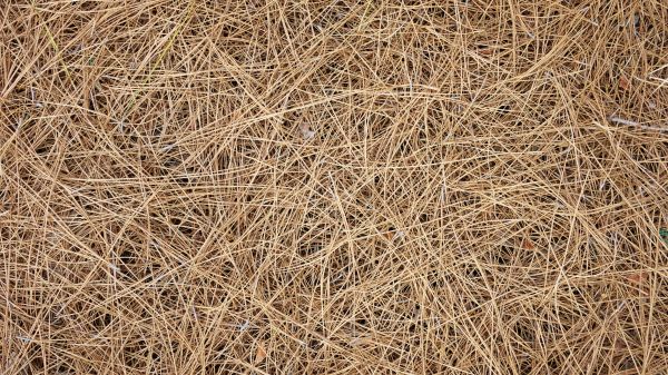 Pine Needles Delivery in Turlock