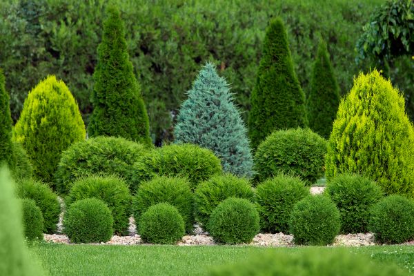 Shrub Installation in Turlock