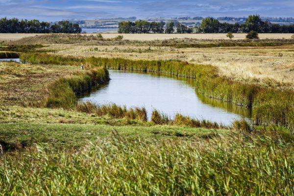 Swale Landscaping in Turlock