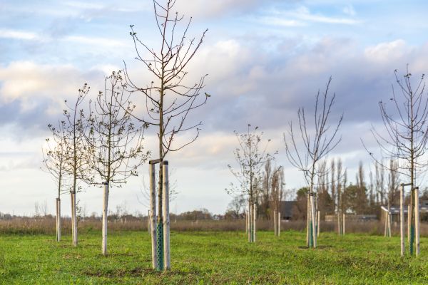Tree Installation Service in Turlock