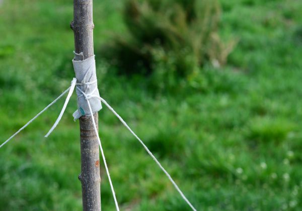 Tree Staking Service in Turlock