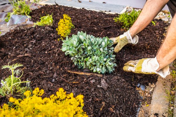 Weeding And Mulching in Turlock