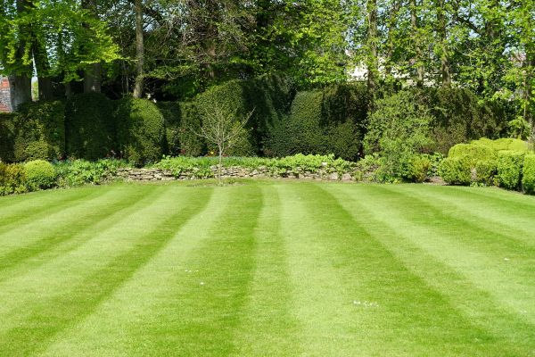 Lawn Renovation in Turlock