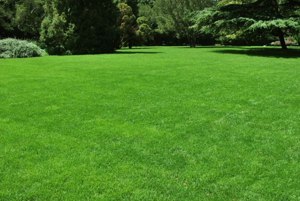 Lawn Landscaping in Turlock