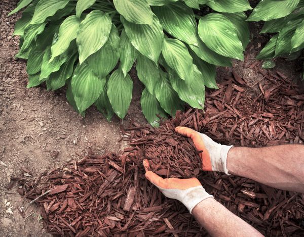 Shredded Mulch Service in Turlock