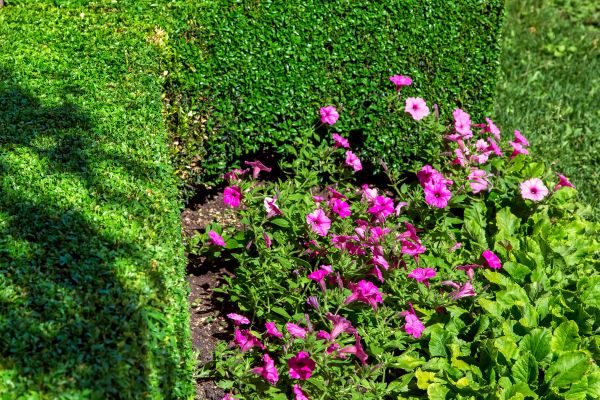 Softscaping Service in Turlock