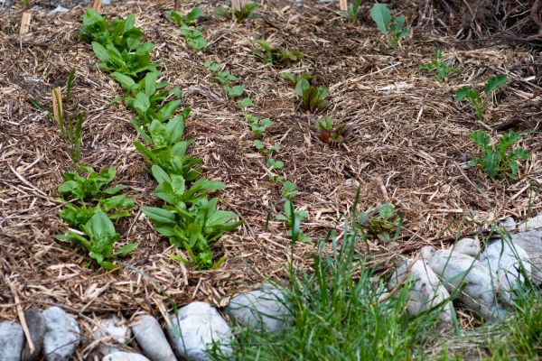 Mulch Service in Turlock