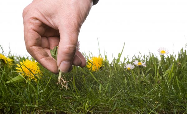 Lawn Weeding in Turlock
