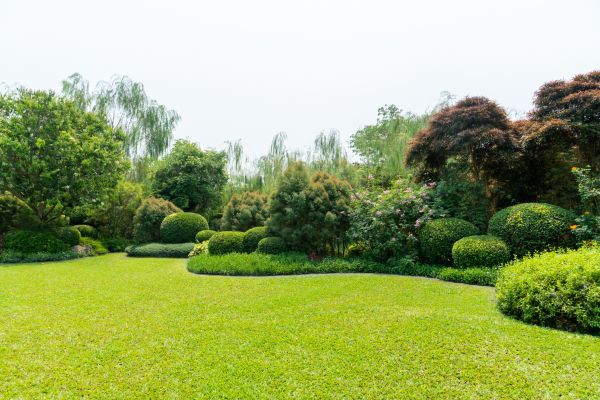 Tree Landscaping in Turlock