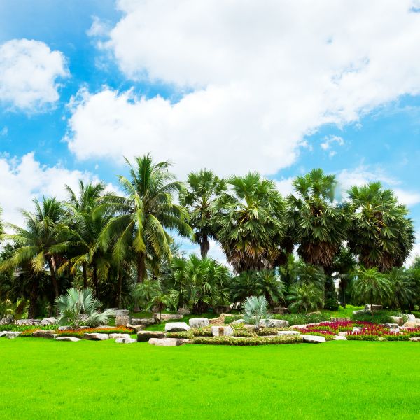 Tropical Landscaping in Turlock