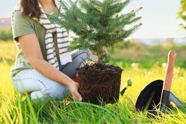 Spruce Tree Planting in Turlock