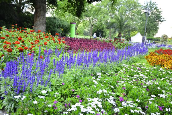 Perennials Planting in Turlock