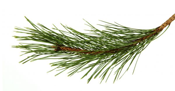 Pine Needles Installation in Turlock