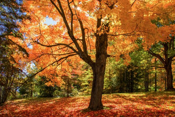 Maple Tree Planting in Turlock