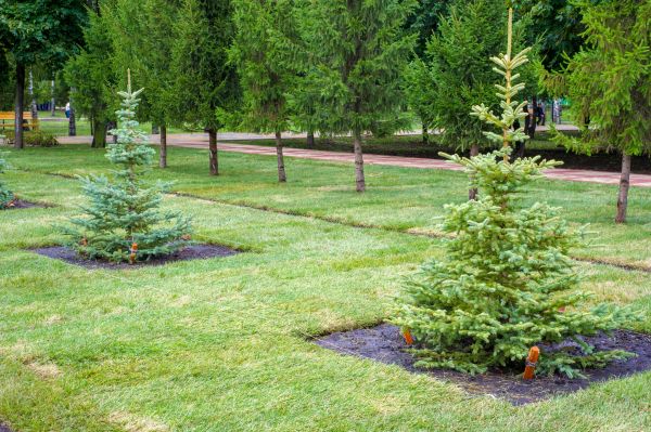 Privacy Trees Planting in Turlock