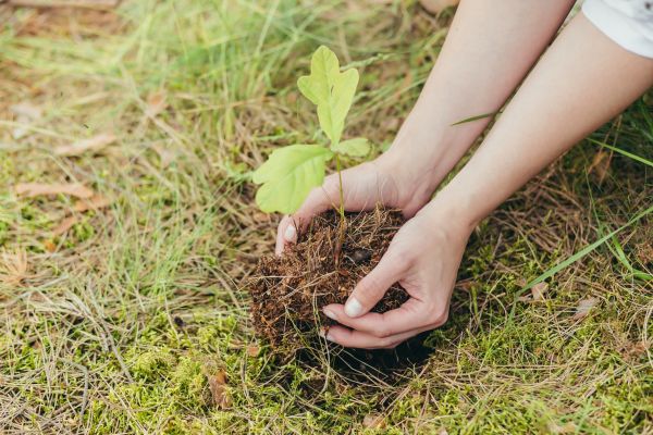 Oak Tree Planting in Turlock