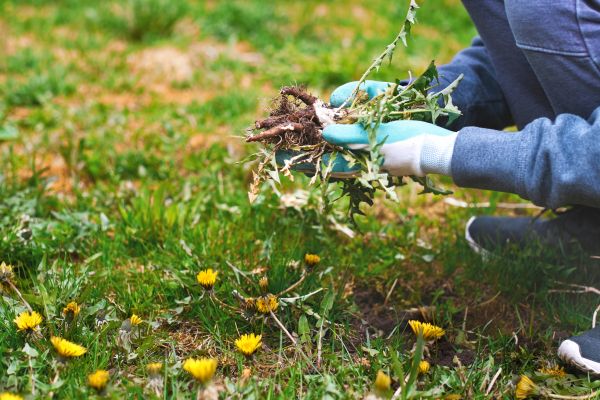 Flower Bed Clearing in Turlock