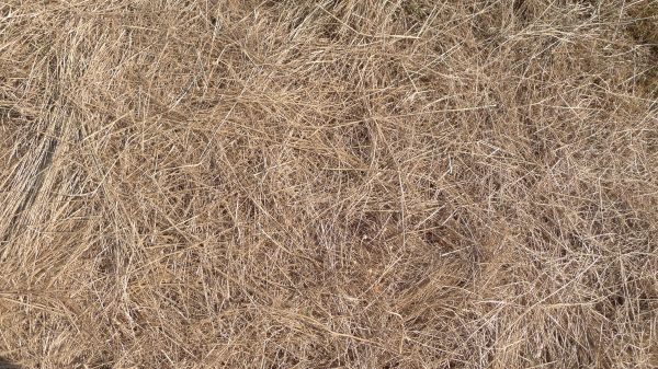 Pine Straw Replacement in Turlock