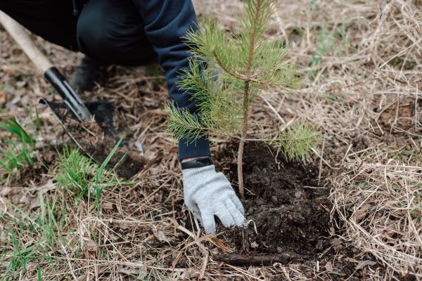 Pine Tree Planting in Turlock