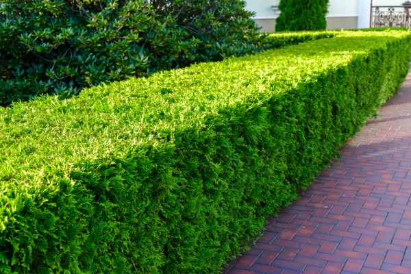 Hedge Installation in Turlock