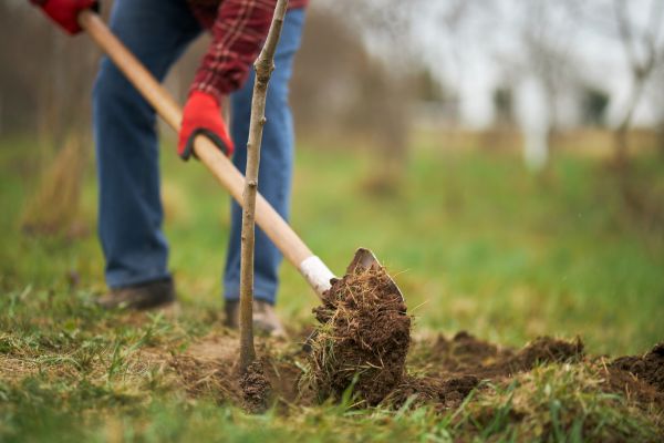 Trees Planting in Turlock