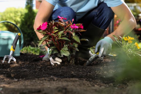 Plant Replacement in Turlock