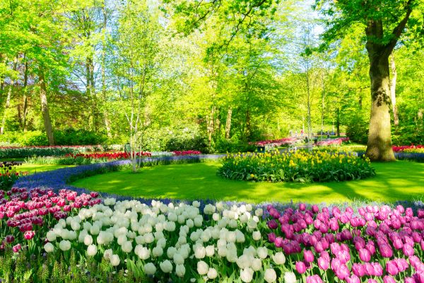 Flower Landscaping in Turlock
