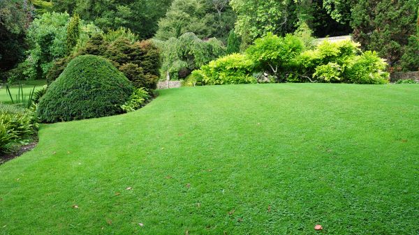 Commercial Landscape Design in Turlock