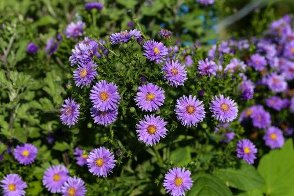 Perennial Flower Planting in Turlock
