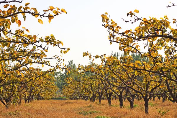 Pear Tree Planting in Turlock
