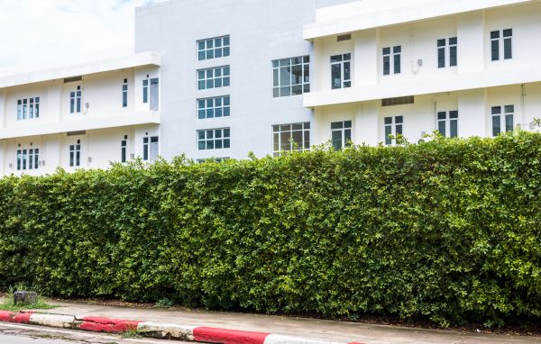 Privacy Landscaping in Turlock