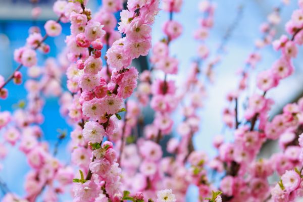 Japanese Cherry Tree Planting in Turlock
