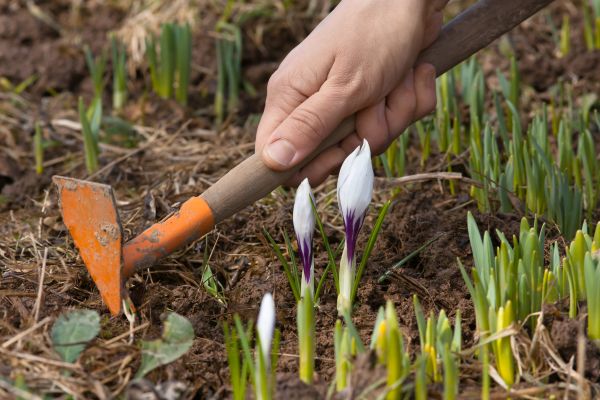 Flower Garden Weeding in Turlock