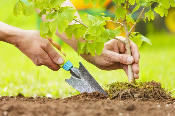 Fruit Tree Planting in Turlock