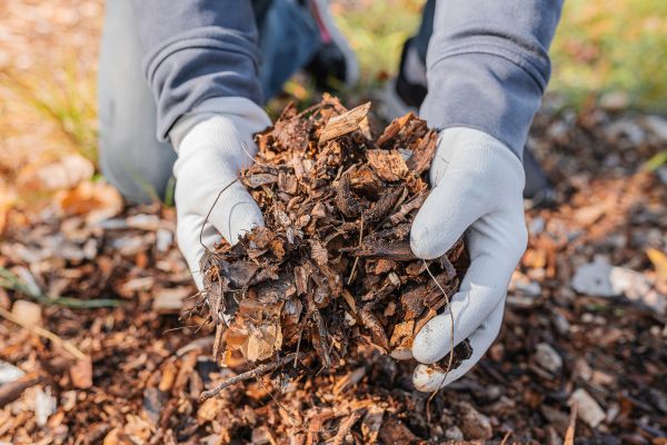 Shredded Mulch Installation in Turlock