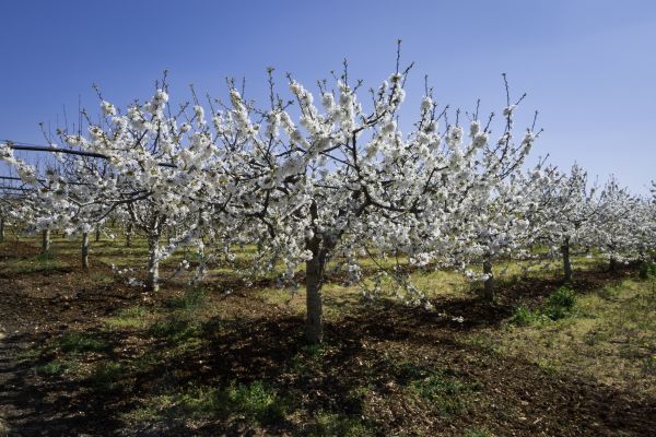 Orchard Planting in Turlock