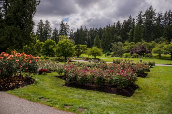 Flower Garden Landscaping in Turlock