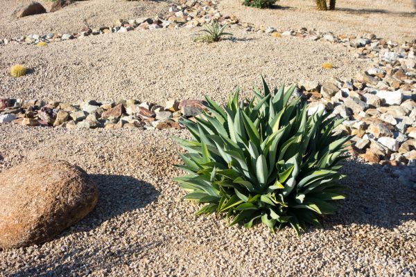 Xeriscaping Service in Turlock