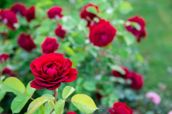 Rose Planting in Turlock