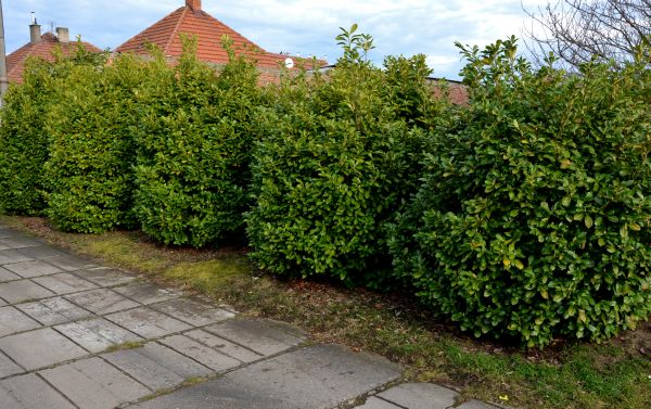 Privacy Shrub Installation in Turlock