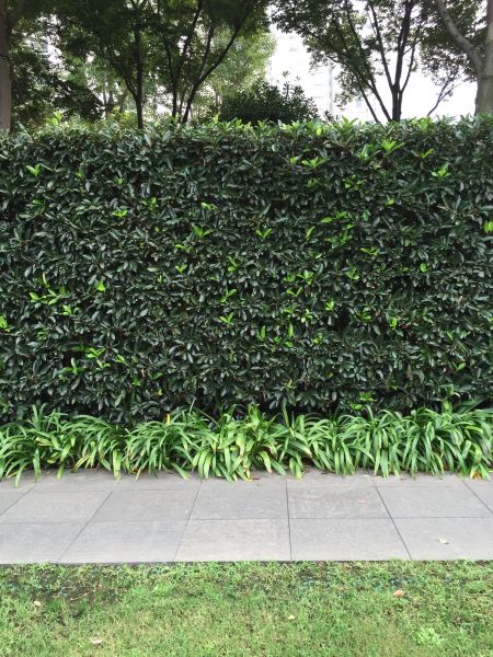 Privacy Shrub Planting in Turlock