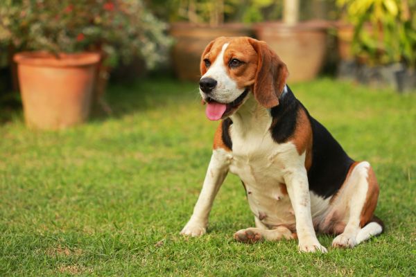 Dog Friendly Landscaping in Turlock