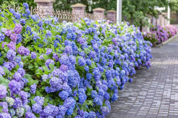 Hydrangea Landscaping in Turlock