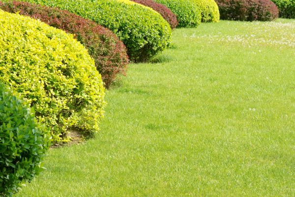 Shrubbery Planting in Turlock
